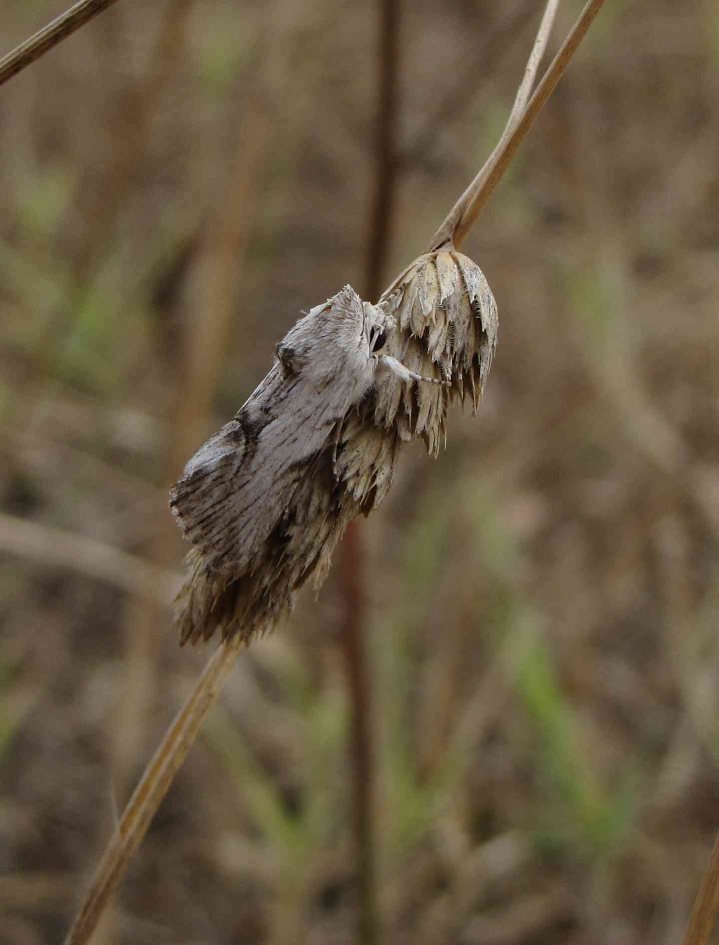 falena a luglio : Calophasia platyptera